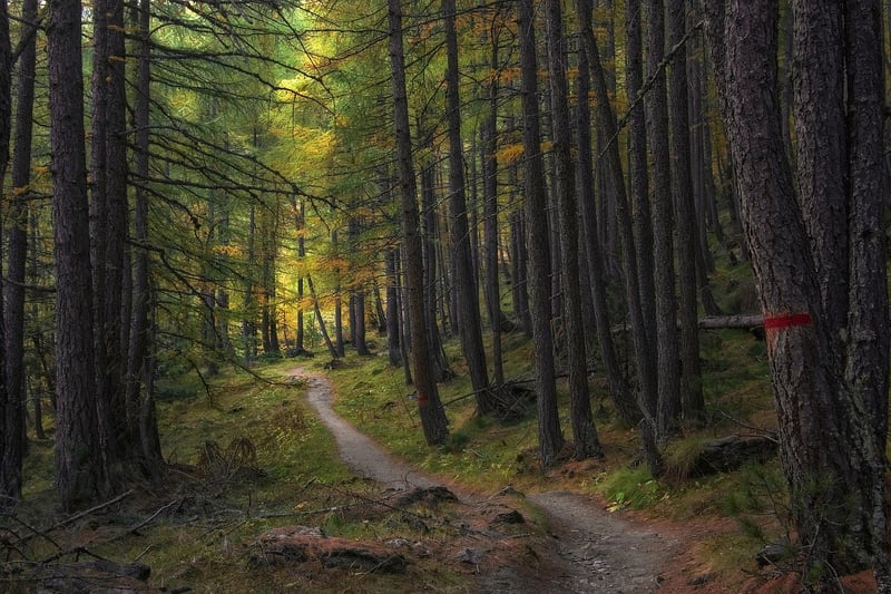 Hidden Forest Path